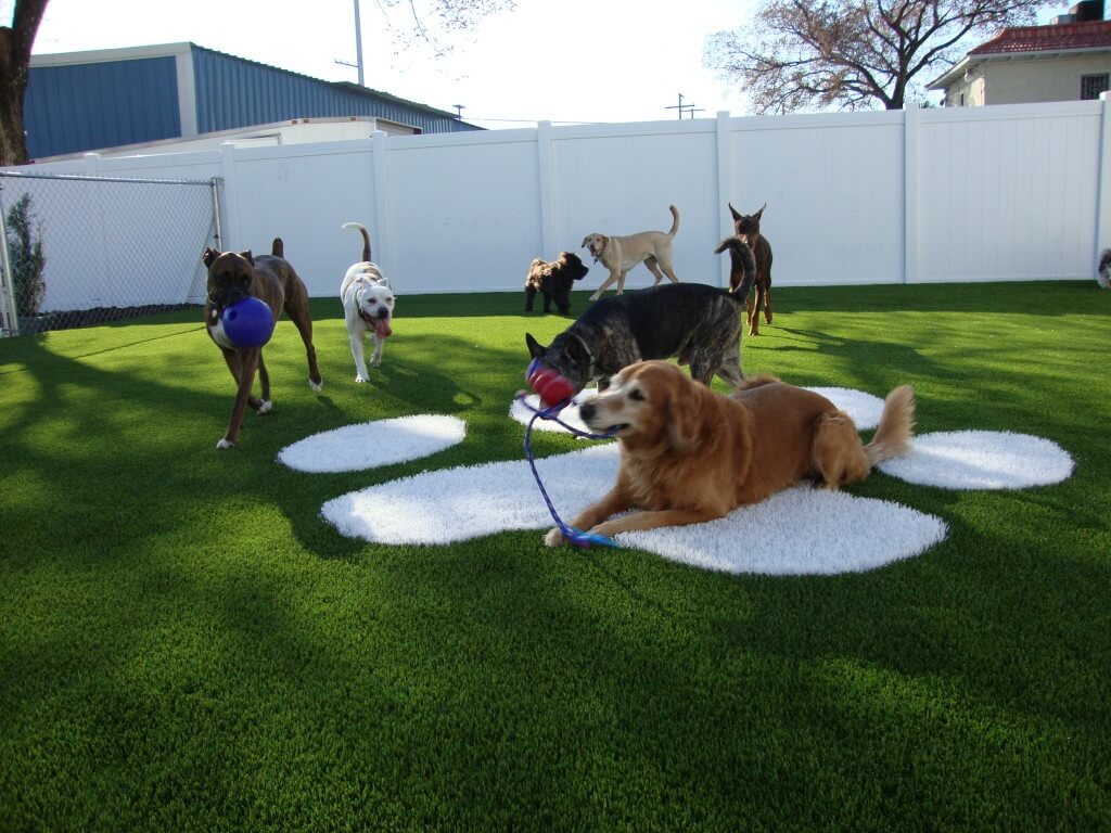 Pet Friendly Turf for Happy Paws